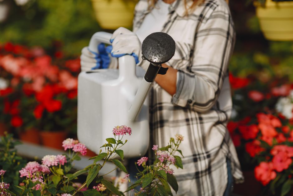 A person watering vibrant flowers in a sunny garden setting with a watering can.