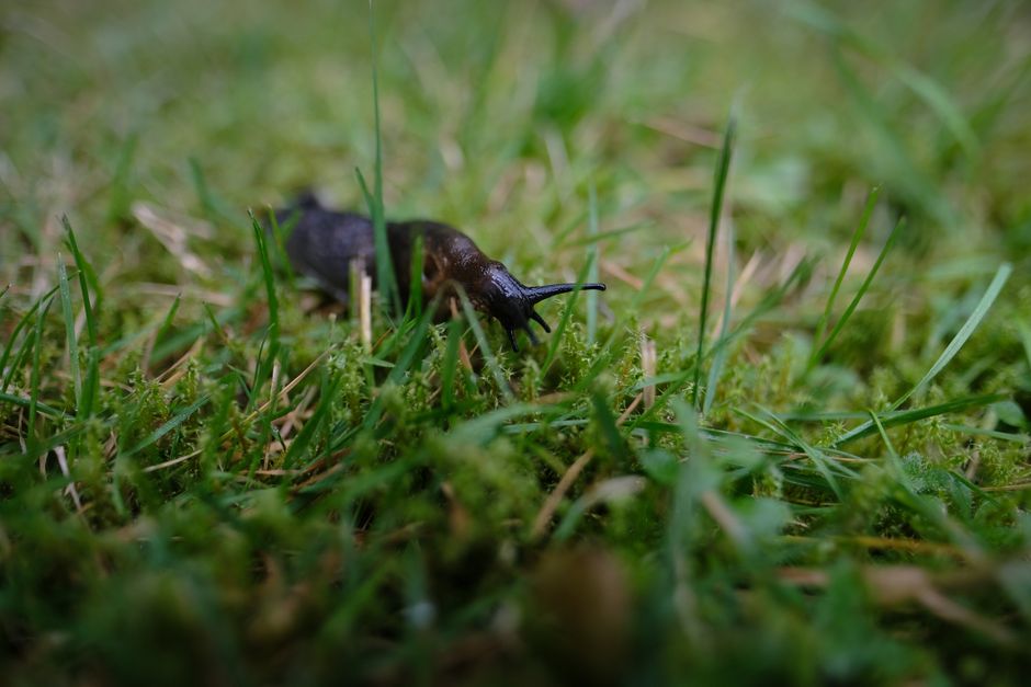 Close-up photo of a slug crawling on green grass in a backyard garden.